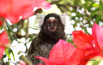 Sagui – habitat das flores de Bougainville vermelho rosa – região do Seridó – Rio Grande do Norte
