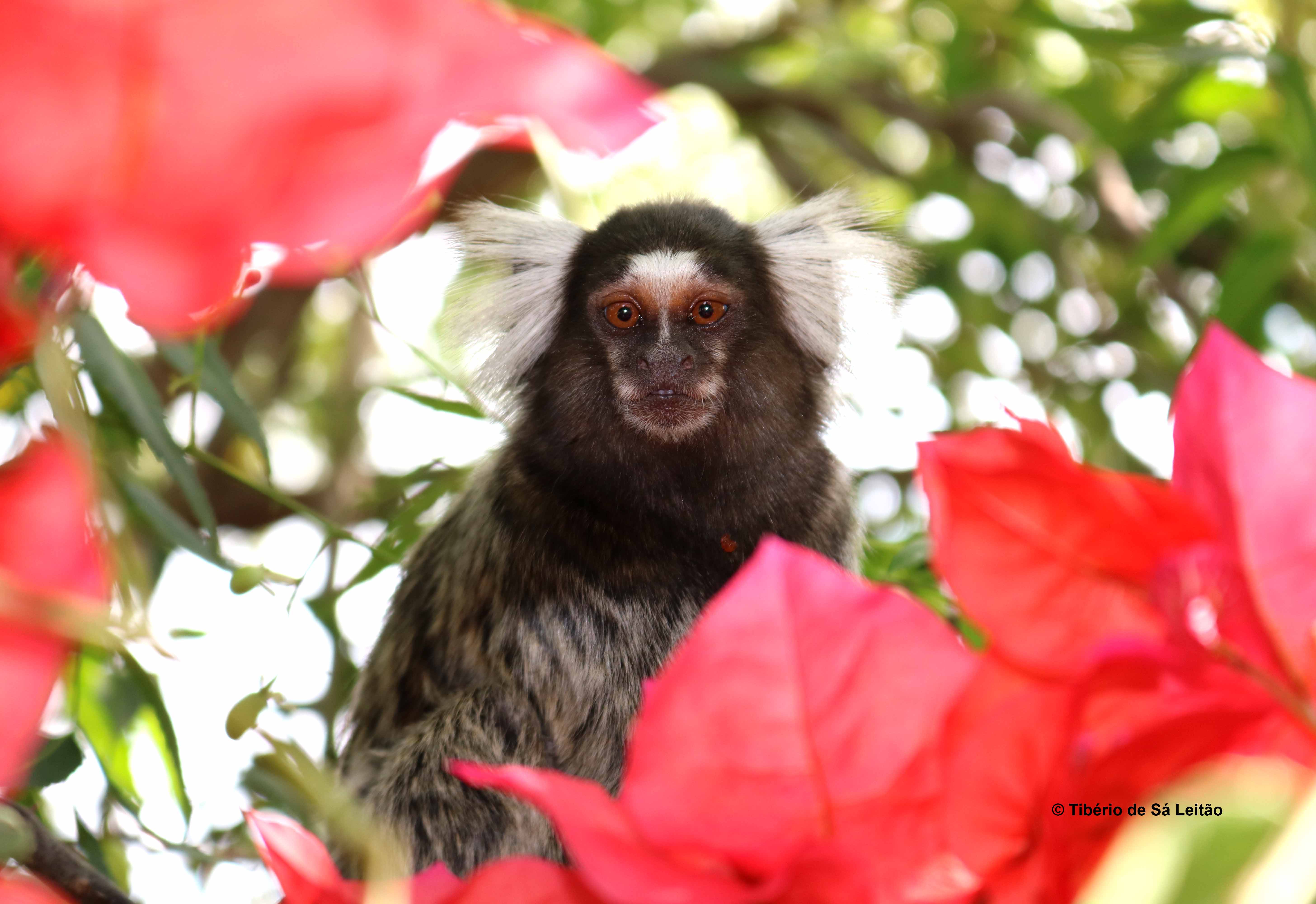 Sagui-de-tufo-branco originário do Nordeste do Brasil