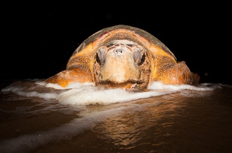 Quatorze projetos de conservação marinha apresentam espécies ameaçadas no Dia Internacional da Biodiversidade