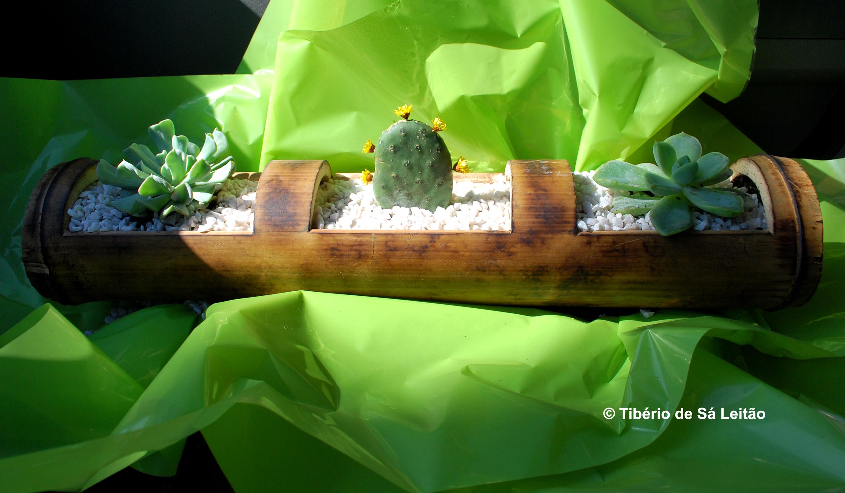 Bambu: resistência, simplicidade e retidão