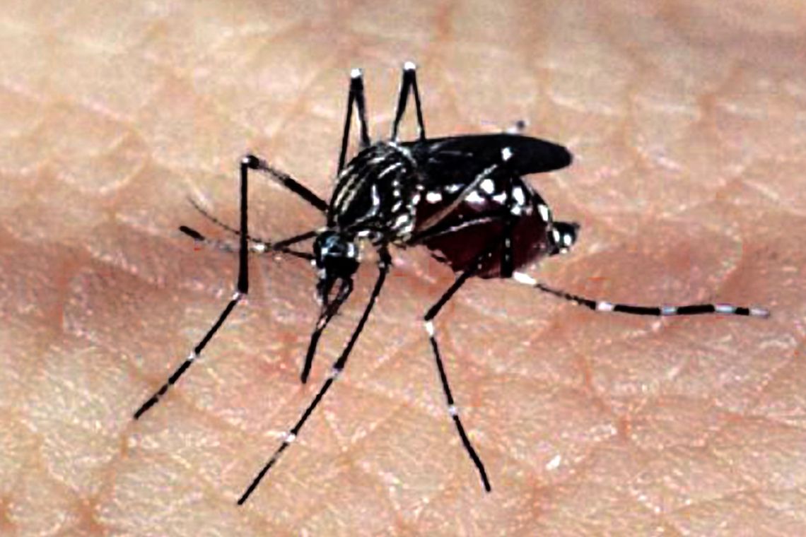 Estado de São Paulo registra mais de 104 mil casos confirmados de dengue desde o início de 2024