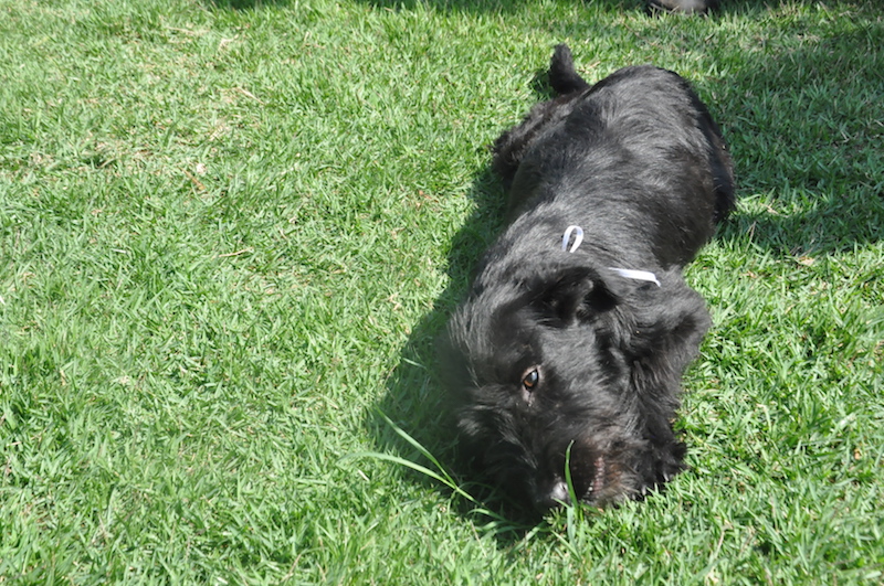 Animais do CCZ fazem ensaio fotográfico para adoção no inverno