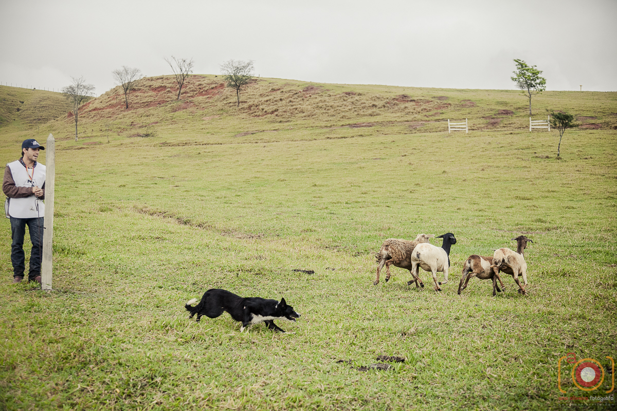 Campeonato de Pastoreiro acontece em Taubaté