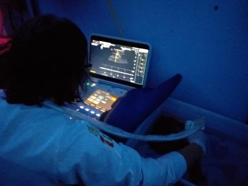 Aquário de Ubatuba constata gestação em raia-viola-de-cara-curta