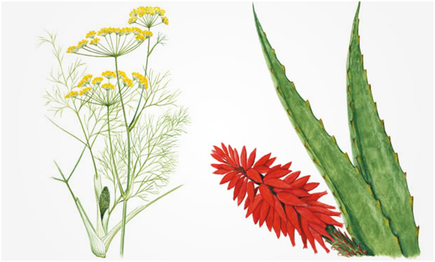 Conheça e saiba usar 37 plantas medicinais