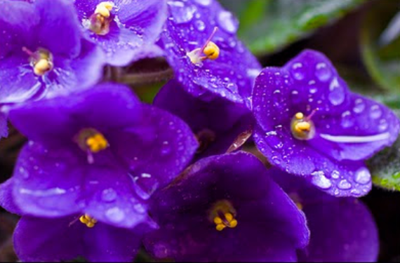 A catarse pela inumação ou cremação