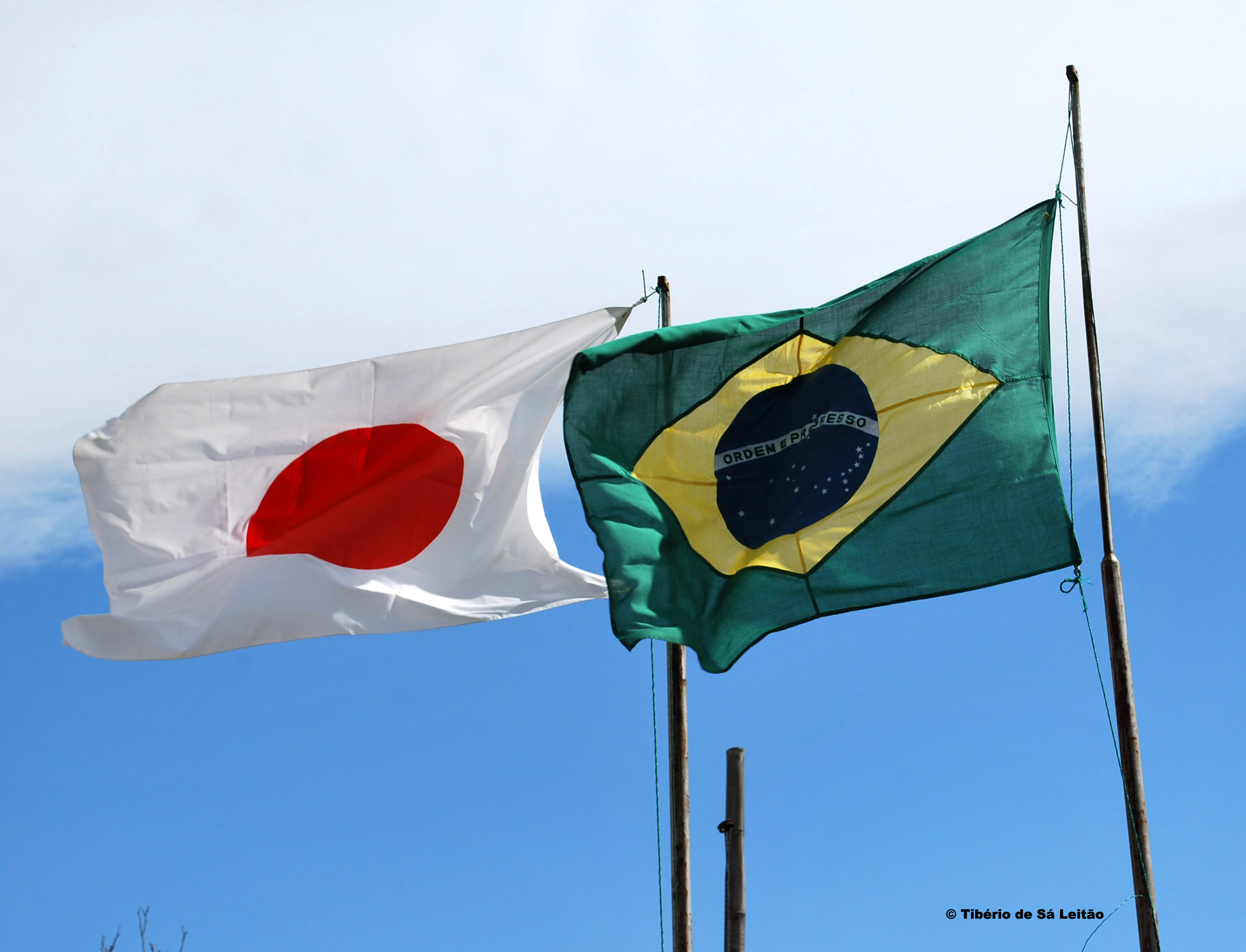 Flor de Cerejeira em Tempo de Festa
