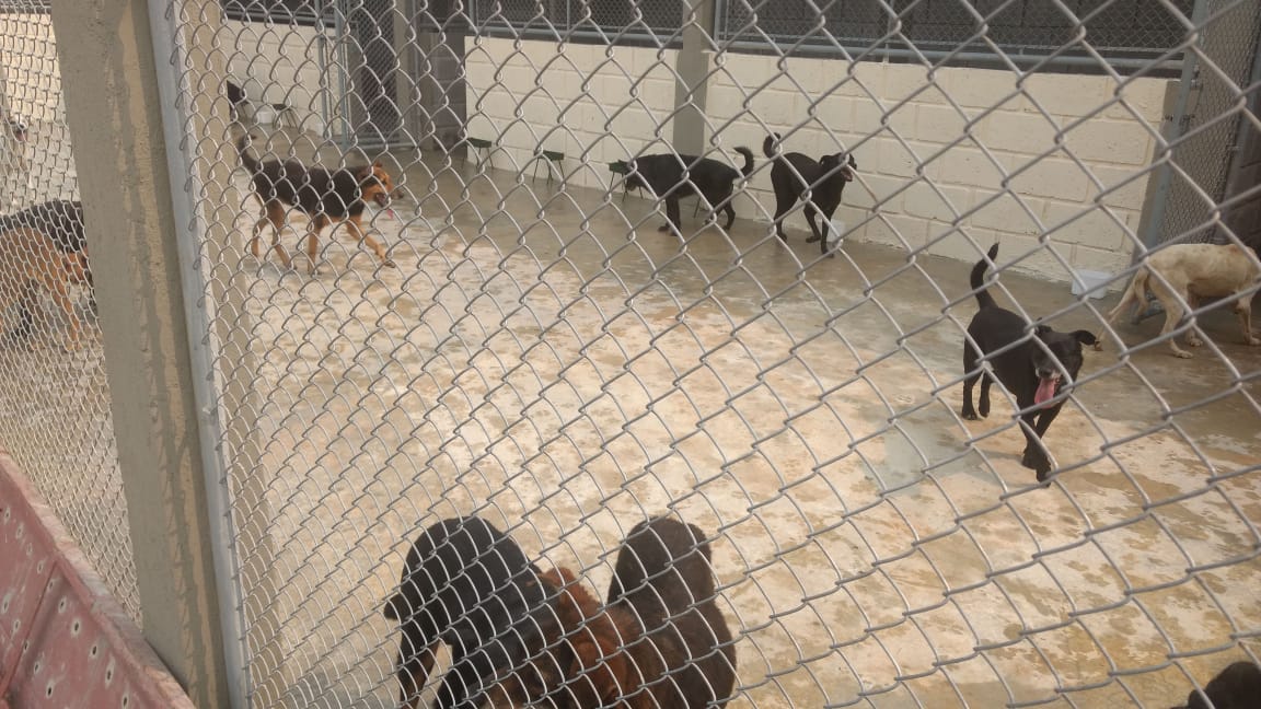 Caso de raiva animal  preocupa munícipes