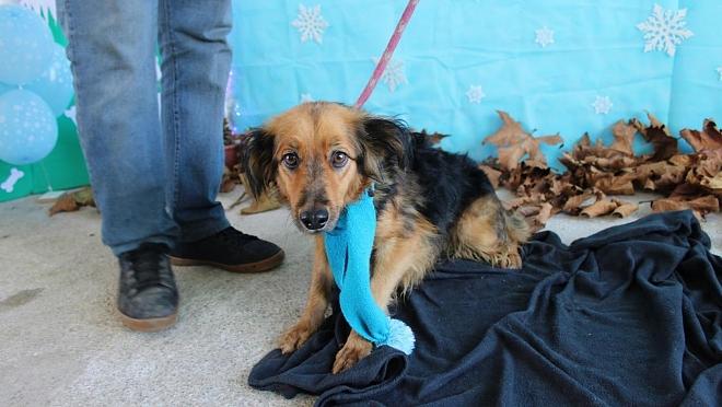 ONG comemora 2 anos com feira de adoção de animais do CCZ