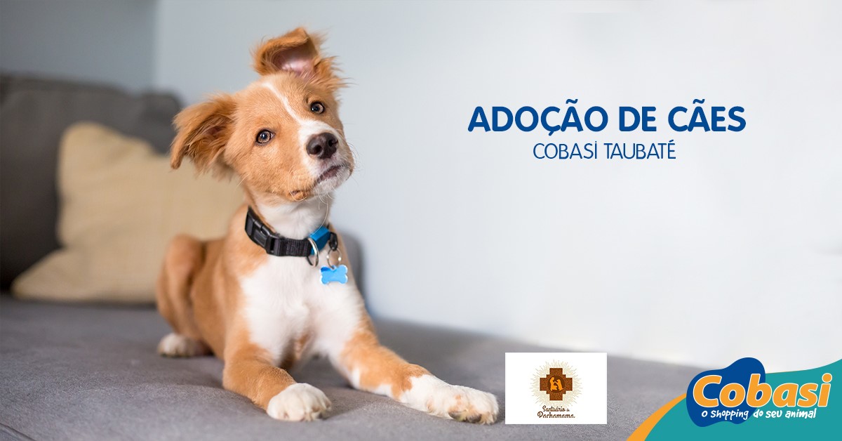 Primeira edição da feria de adoção de cães e gatos da Cobasi acontece neste sábado no Fashion Vale