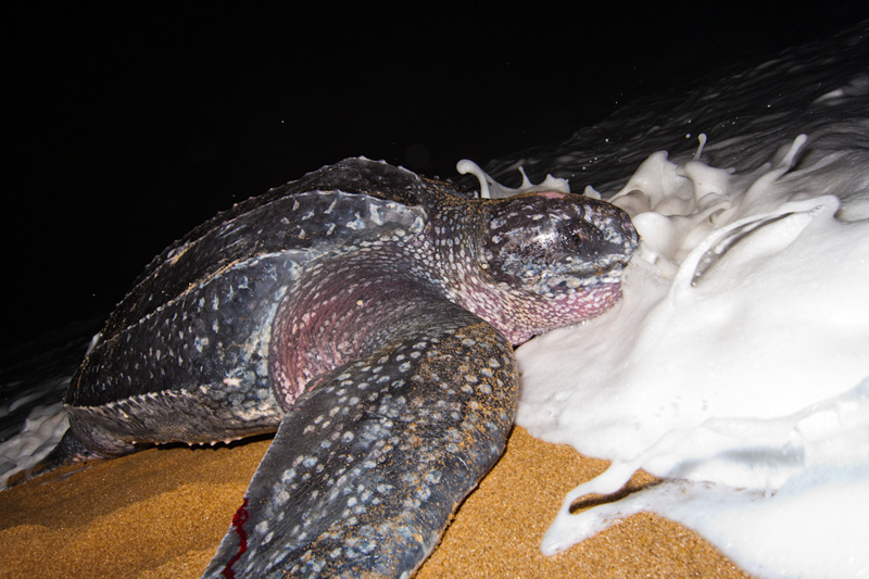Brasil espera fechar a década com recorde de desovas de tartarugas marinhas