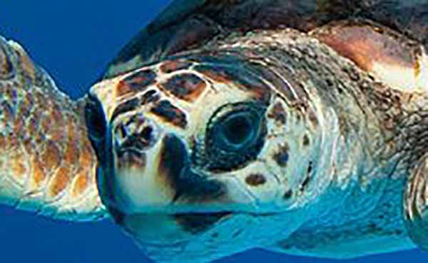 Projeto Tamar Ubatuba participa de mostra que retrata a defesa do meio ambiente no Brasil