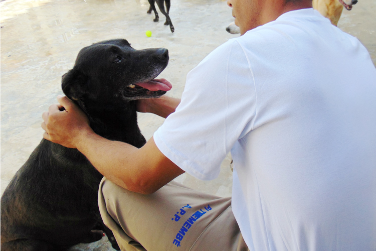 Unidades prisionais ganham abrigos para animais