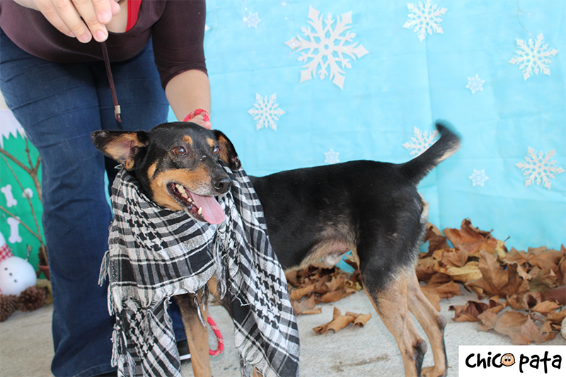 ONG faz novo ensaio fotográfico com animais do CCZ