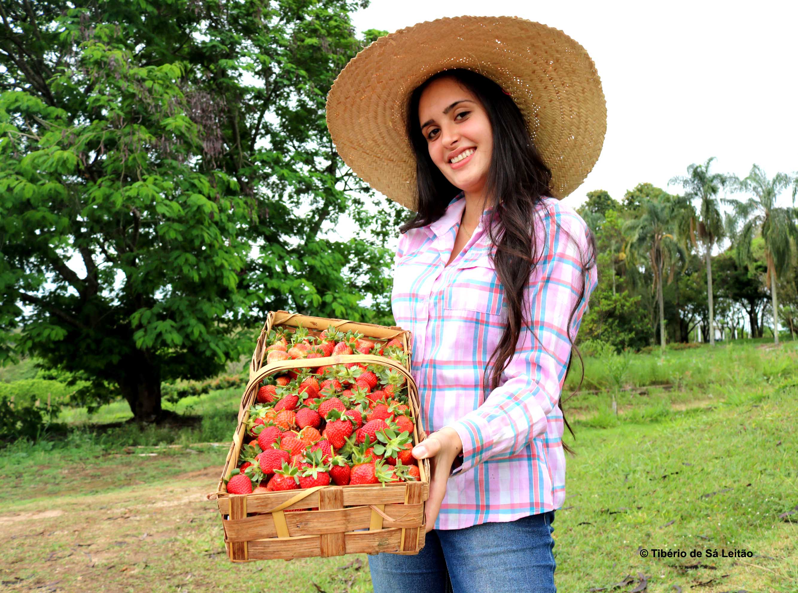 Simbologia Tupiniquim de Frutos e Árvores Madeireiras