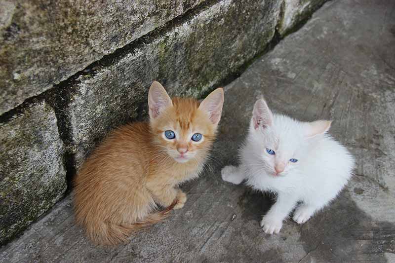 Parte alta da cidade recebe vacinação antirrábica