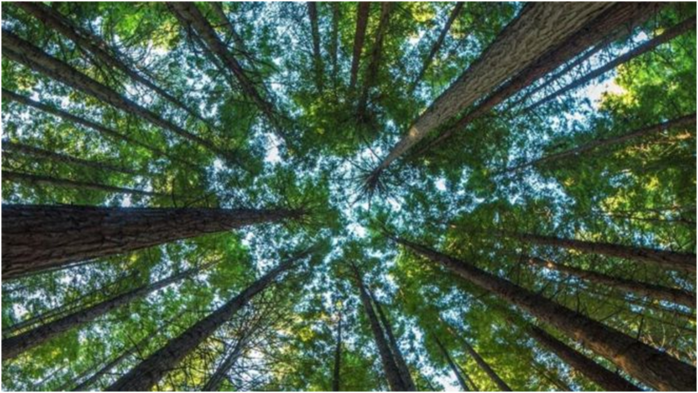 O que aconteceria se todas as árvores do mundo desaparecessem?