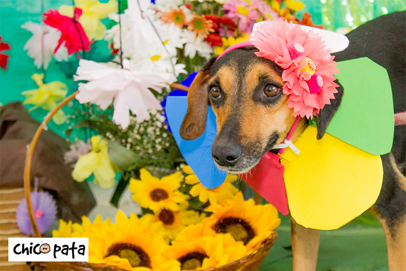 ONG aproveita Dia das Crianças para feira de animais do CCZ