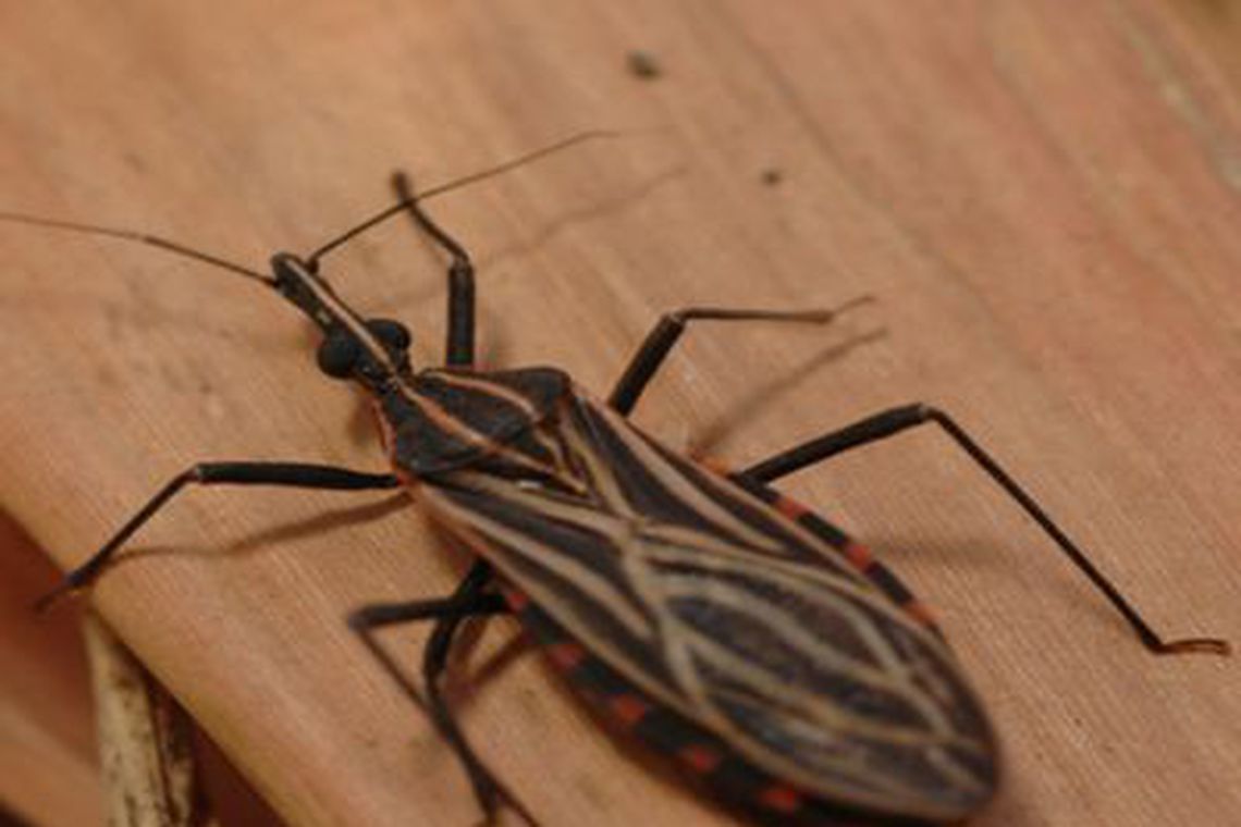 Combate à doença de Chagas terá investimento de  US$ 20 milhões