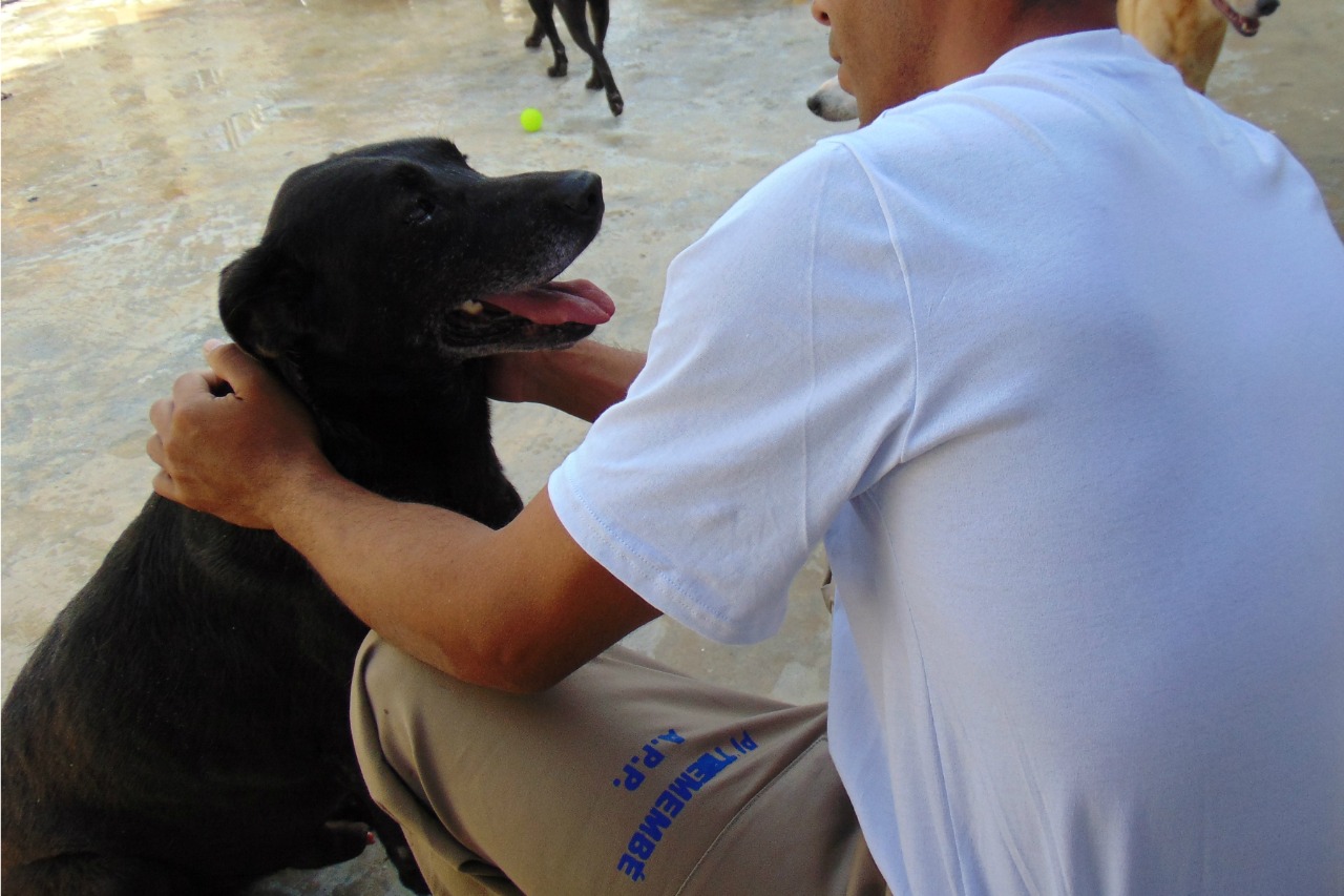 ONG faz feira de adoção de animais do CCZ