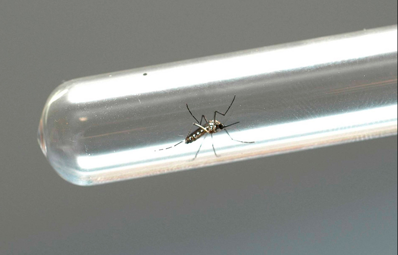 Brasil registra mais de 1,5 milhão de casos prováveis de dengue