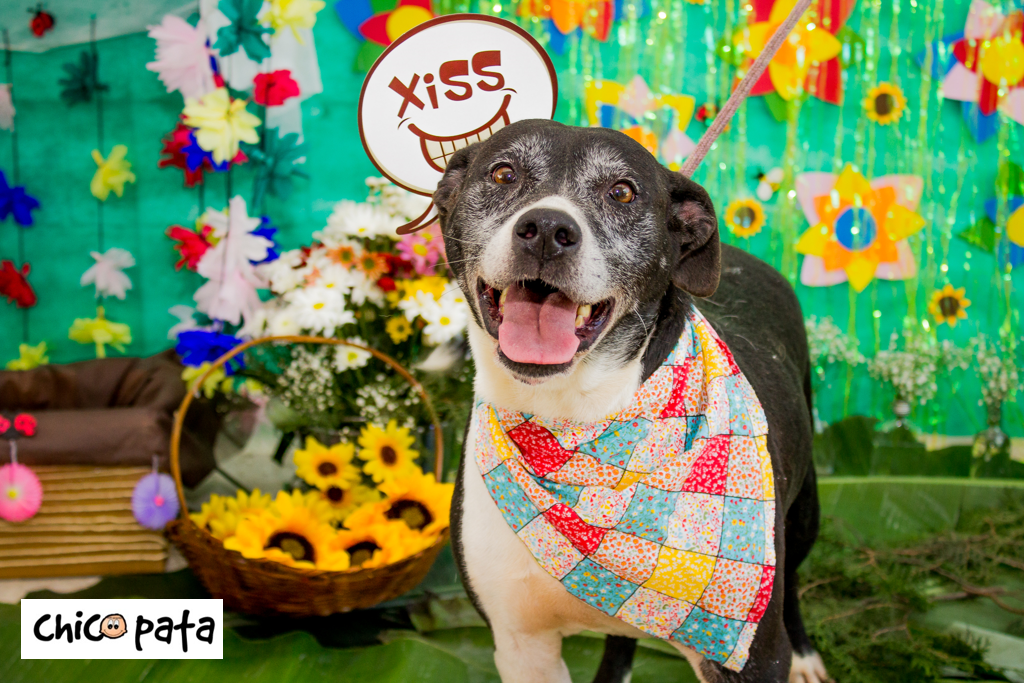 ONG faz primeira feira de adoção de animais do CCZ em 2020