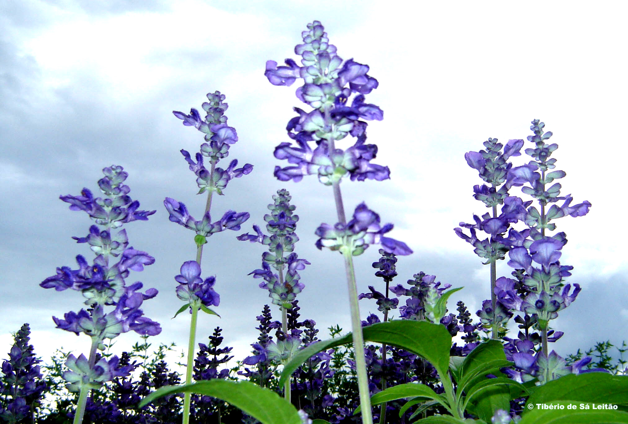 Santo Verbo – Os Meus Azuis