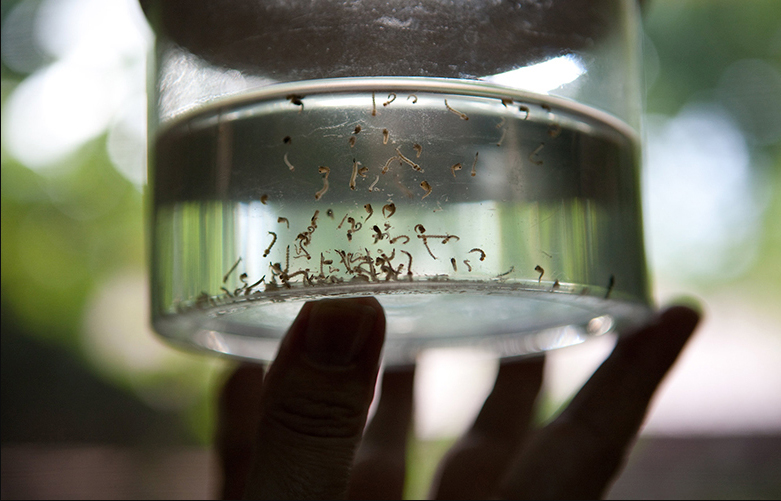 Alto índice de infestação de larvas do Aedes deixam bairros de Taubaté com risco de epidemia de dengue
