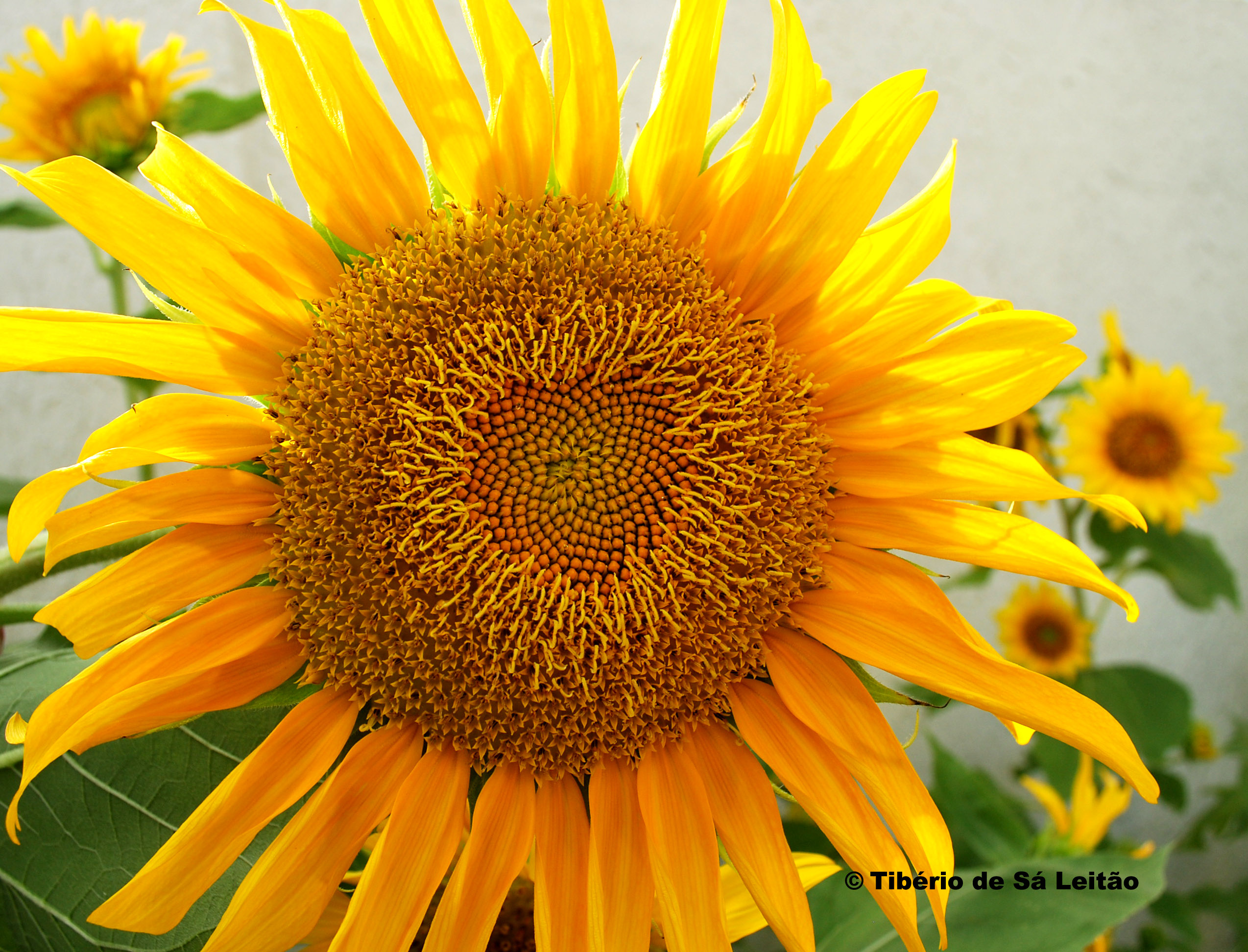 Santo Verbo – Liberdade e Justiça