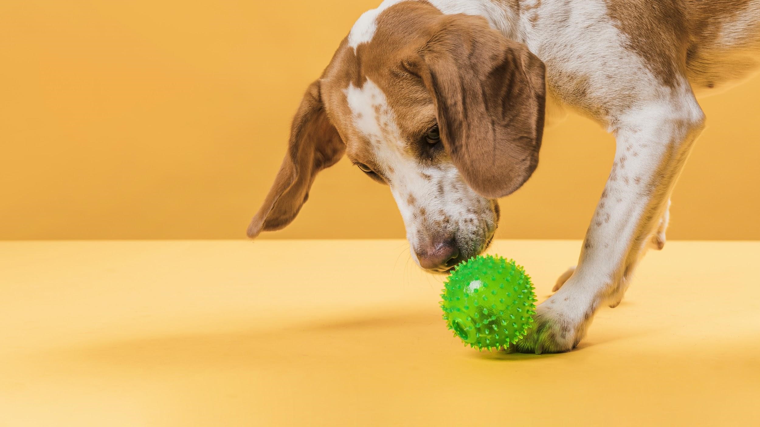 Pets na quarentena: saiba como mantê-los ativos e saudáveis sem descumprir as regras de afastamento social