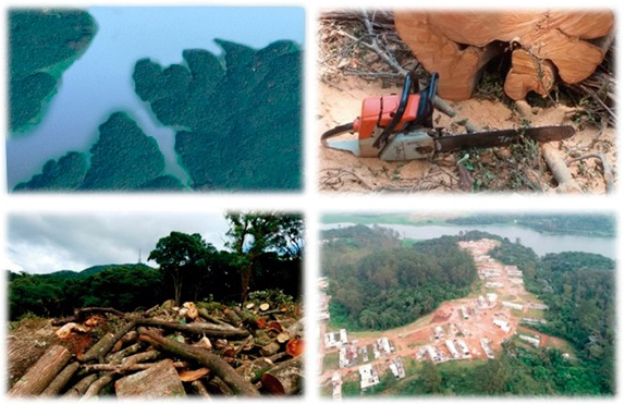 Derrubada criminosa da Mata Atlântica traz risco ao abastecimento de água em SP