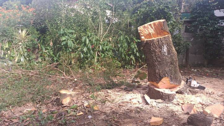 Fiscalização comprova supressão de árvores na Mata do Bugio