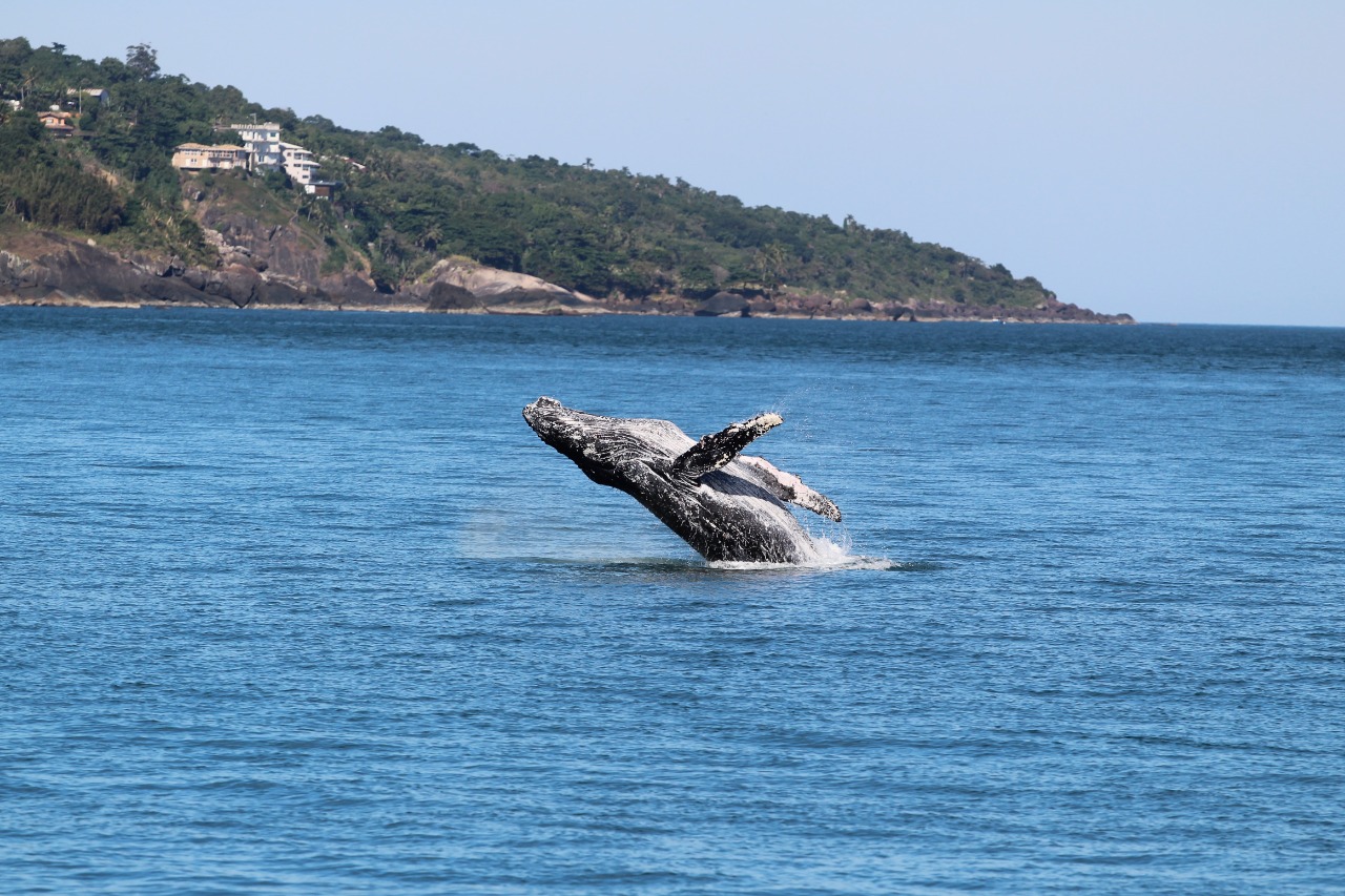 Equipe do Instituto Argonauta avista baleia jubarte em Ilhabela