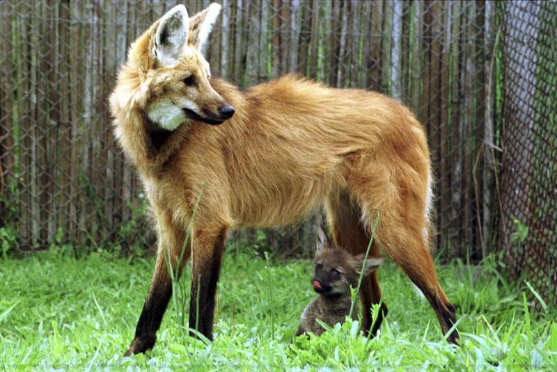 Nota de R$ 200 começa a circular amanhã