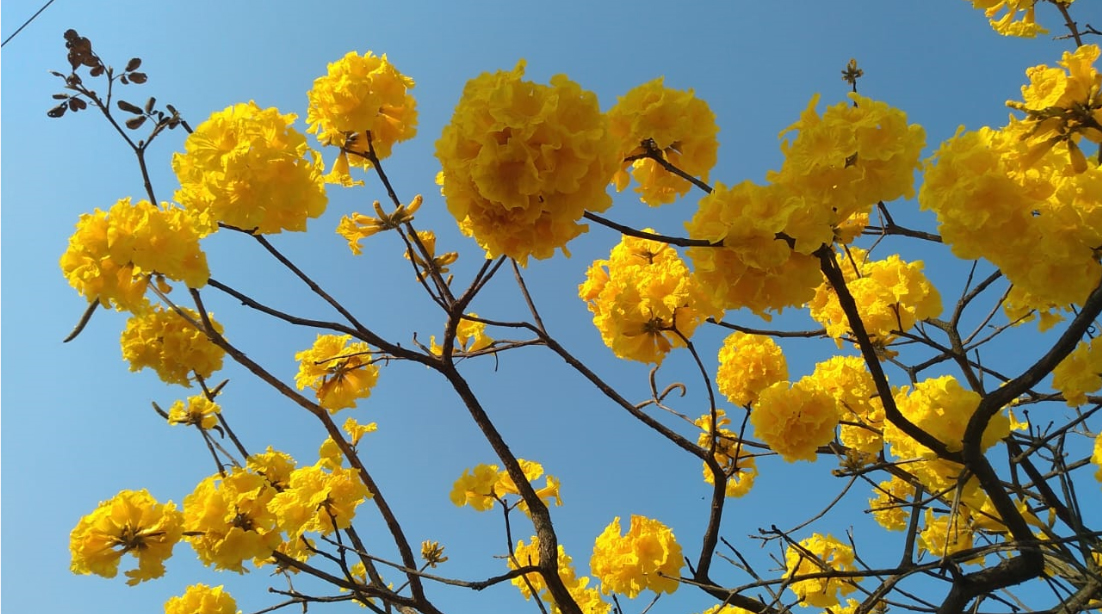 Primavera começa hoje