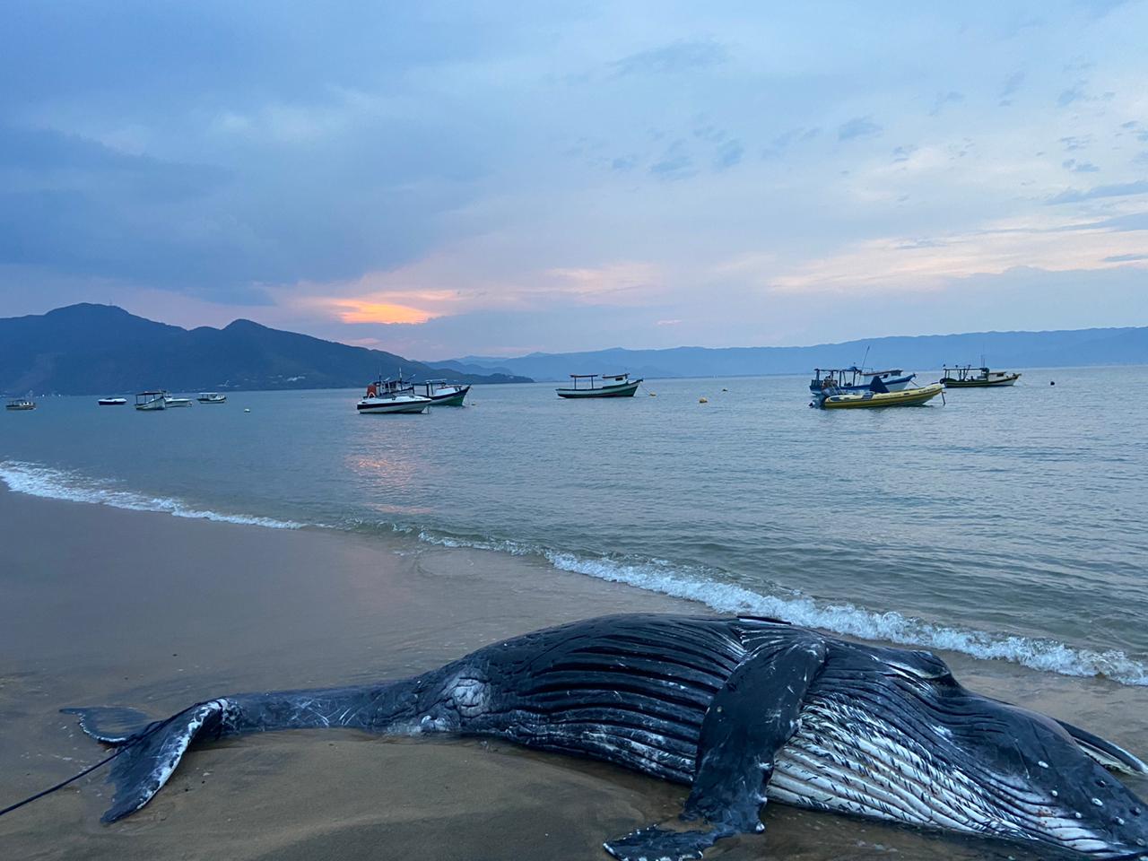 Filhote de jubarte morto é encontrado em Ilhabela
