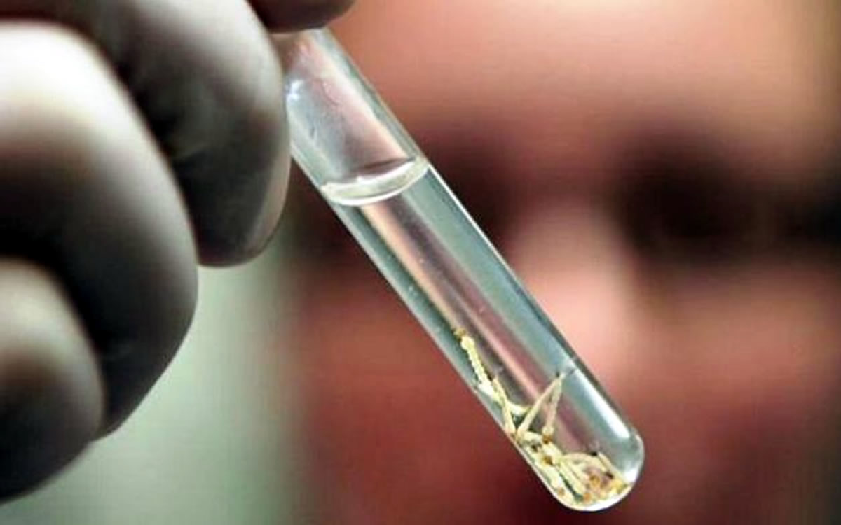 Taubaté faz ação para remoção de criadouros do Aedes aegypti