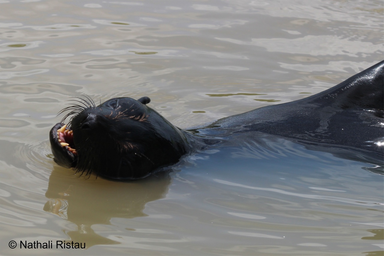 Lobo-marinho é resgatado no interior do Maranhão e será reabilitado no Instituto Argonauta em Ubatuba