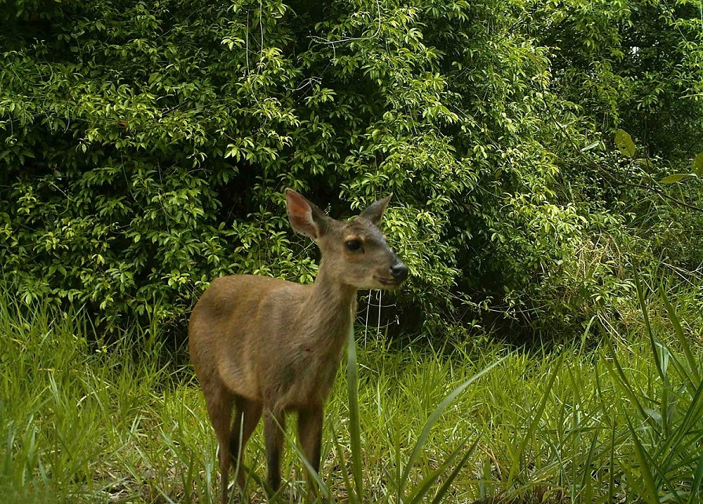 Ford mostra como conciliar produção com preservação de animais selvagens