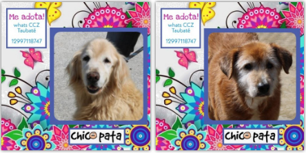 ONG faz feira de adoção de animais do CCZ