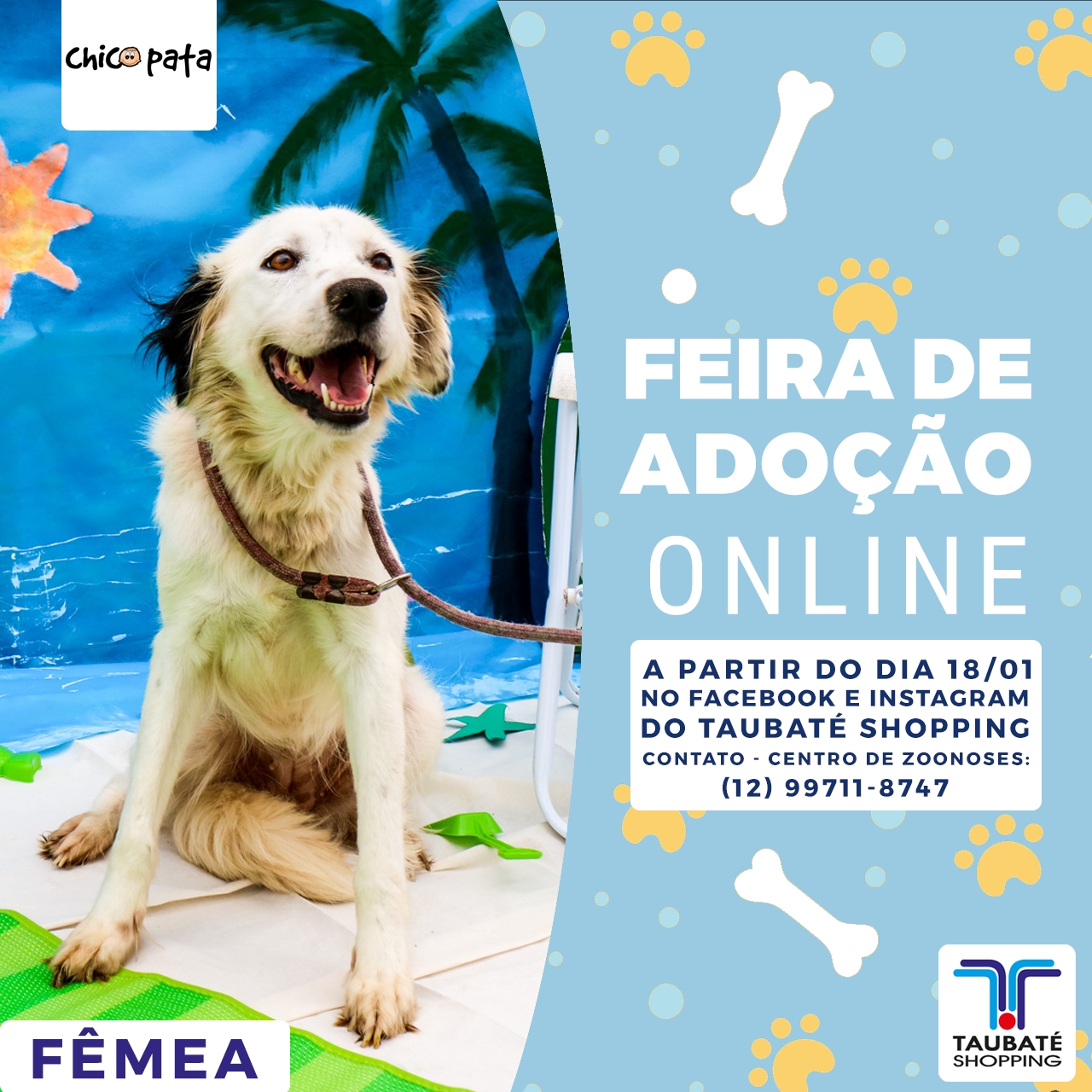 Taubaté Shopping promove feira de adoção pet totalmente online