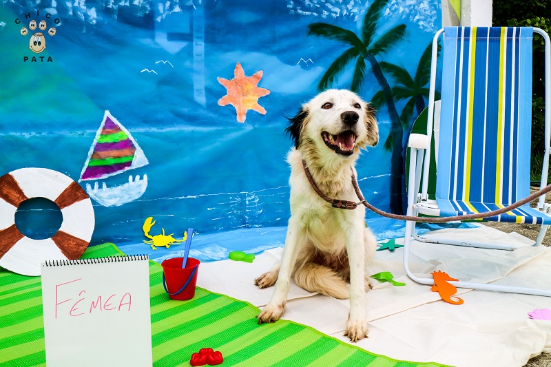 ONG faz feira de adoção de animais do CCZ no sábado