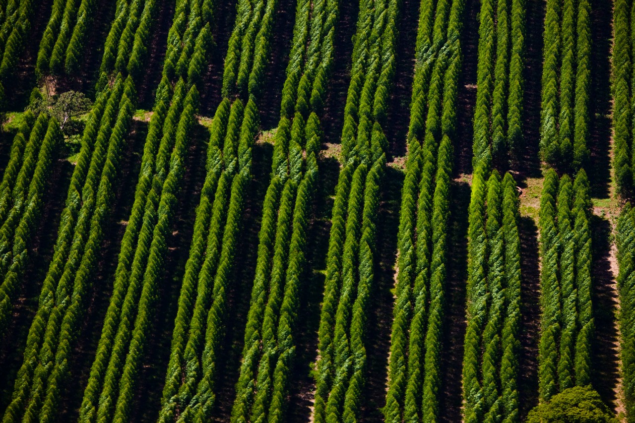 Suzano e Spinnova construirão fábrica de fibra têxtil na Finlândia