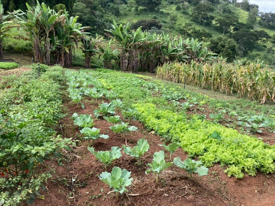Equipe de Turismo de Pindamonhangaba visita produção orgânica local