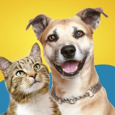 Fussta lança campanha para arrecadar ração