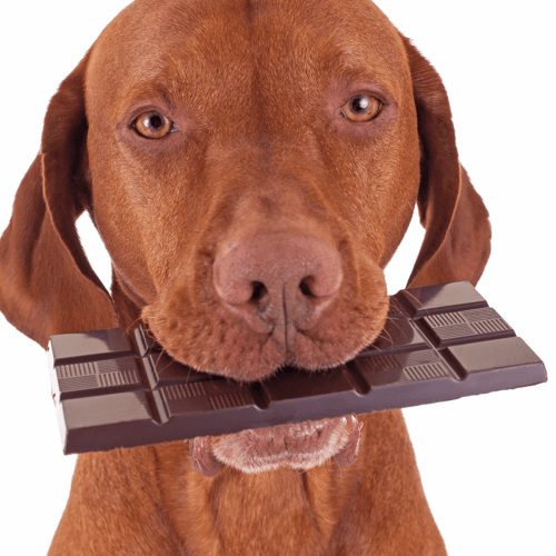 Cachorro pode comer chocolate?