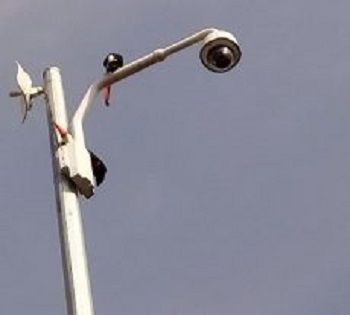 Resgate de tucano mobiliza equipes da Defesa Civil, GCM e Corpo de Bombeiros em Taubaté