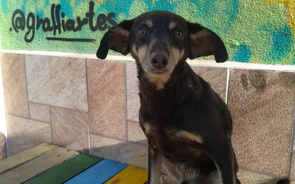 Animais do CCZde Taubaté estarão em feira de adoção neste sábado, 12