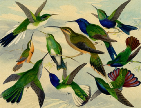 Taubaté Shopping recebe a exposição “Emílio Goeldi e as Aves Amazônicas”, com abertura no próximo domingo, 22