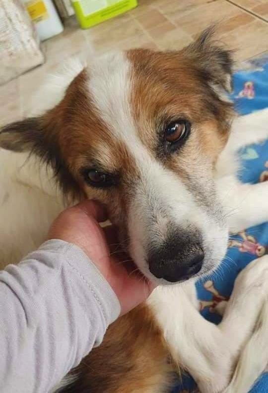 Taubaté Shopping recebe feira de adoção de animais neste domingo, 3